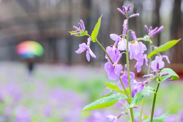 花与江南，三月人间‖爱上春天，从兴化那片明媚油菜花开始