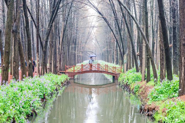 花与江南，三月人间‖爱上春天，从兴化那片明媚油菜花开始