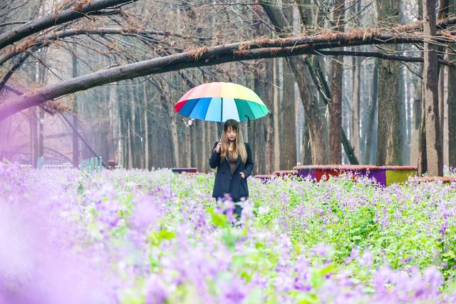 花与江南，三月人间‖爱上春天，从兴化那片明媚油菜花开始