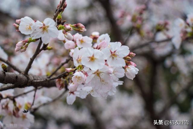 樱花古诗词九首赏读：樱花如霰晓莺啼，春风才起雪吹香