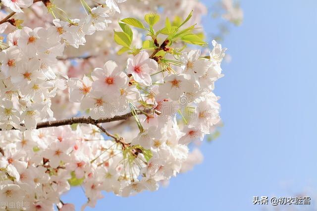 樱花古诗词九首赏读：樱花如霰晓莺啼，春风才起雪吹香