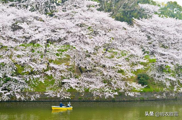 樱花古诗词九首赏读：樱花如霰晓莺啼，春风才起雪吹香