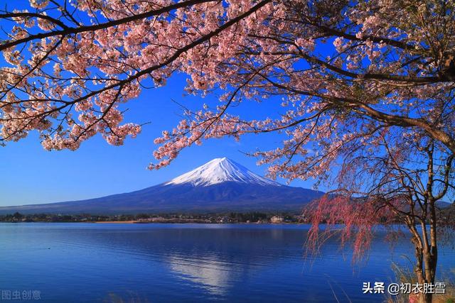 樱花古诗词九首赏读：樱花如霰晓莺啼，春风才起雪吹香