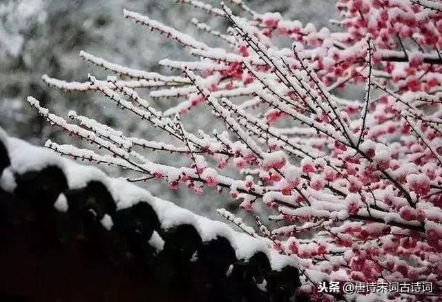 又是一年飘雪时，细数带有“雪”字的66句古诗词！