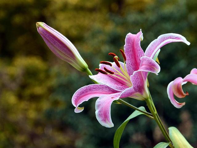 榜上有名的十种香花，每次开花香飘十里，看看你家养了几种？