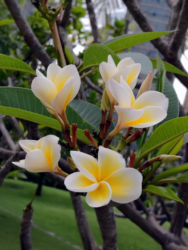 榜上有名的十种香花，每次开花香飘十里，看看你家养了几种？