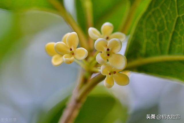 明丽清新桂花绝句六首：桂不多花细细风，晚秋风物早春诗