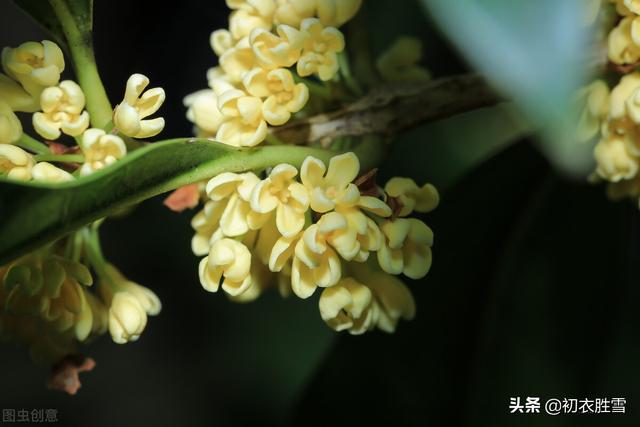 明丽清新桂花绝句六首：桂不多花细细风，晚秋风物早春诗