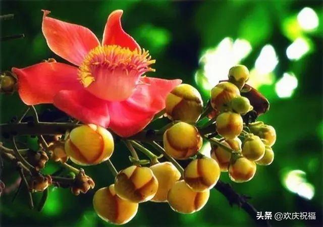 感恩节，一首《感恩有你》送给大家，祝大家健康，快乐，幸福