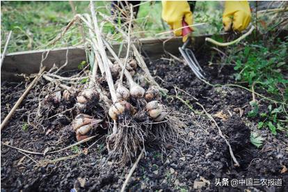 这五条老祖宗留下的小满节气农谚，都是啥意思？农民朋友建议收藏