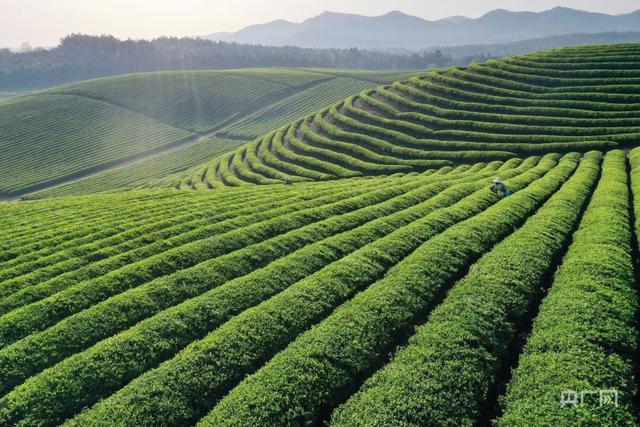 组图丨春天的茶园有多美 目之所及皆风景