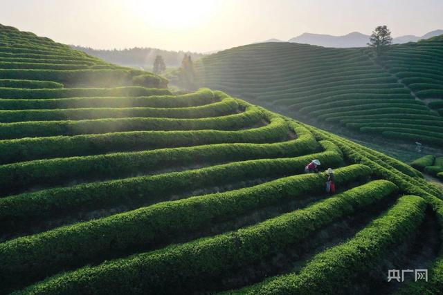 组图丨春天的茶园有多美 目之所及皆风景