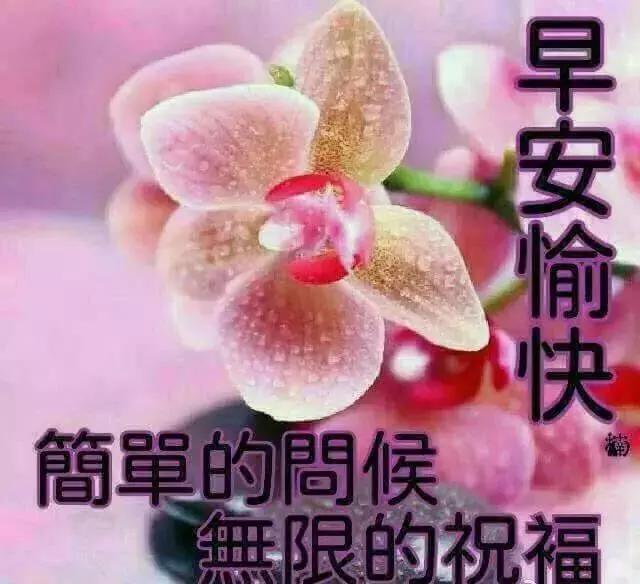 一份平淡的祝福，送给你，愿你事业爱情皆顺心！早安！