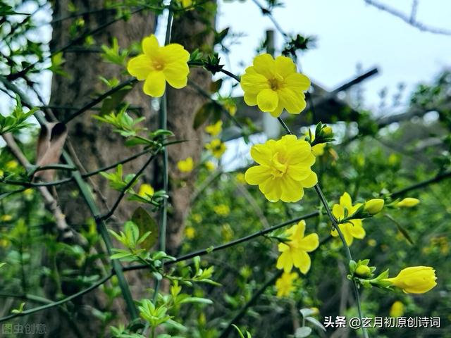 花开何必东风助，共与寒梅傲雪香；格律诗吟迎春花开，春光自来