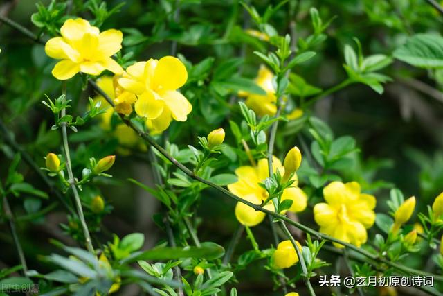 花开何必东风助，共与寒梅傲雪香；格律诗吟迎春花开，春光自来