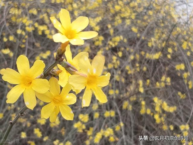 花开何必东风助，共与寒梅傲雪香；格律诗吟迎春花开，春光自来