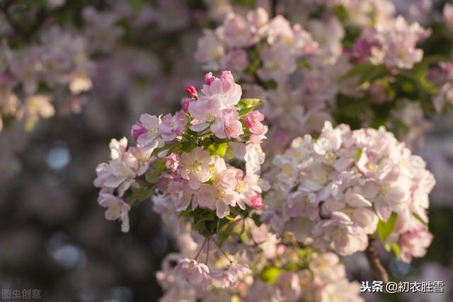 龚自珍的海棠花诗，十年千里，身世依然是落花，是致敬辛弃疾