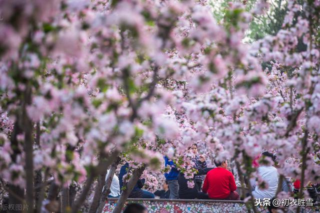 龚自珍的海棠花诗，十年千里，身世依然是落花，是致敬辛弃疾