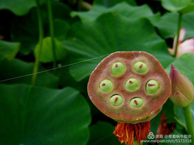 都说荷花美，但那住满美丽莲子的多彩莲蓬，却是别有一番风味！