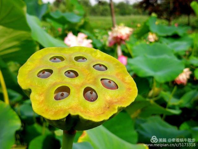 都说荷花美，但那住满美丽莲子的多彩莲蓬，却是别有一番风味！