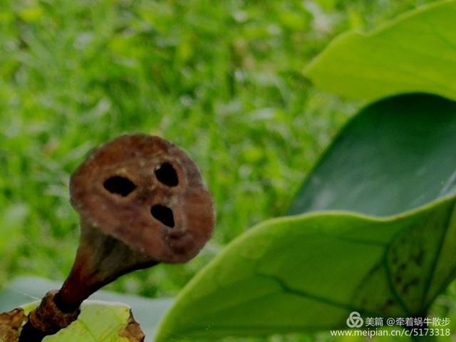 都说荷花美，但那住满美丽莲子的多彩莲蓬，却是别有一番风味！