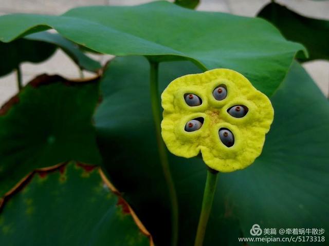 都说荷花美，但那住满美丽莲子的多彩莲蓬，却是别有一番风味！