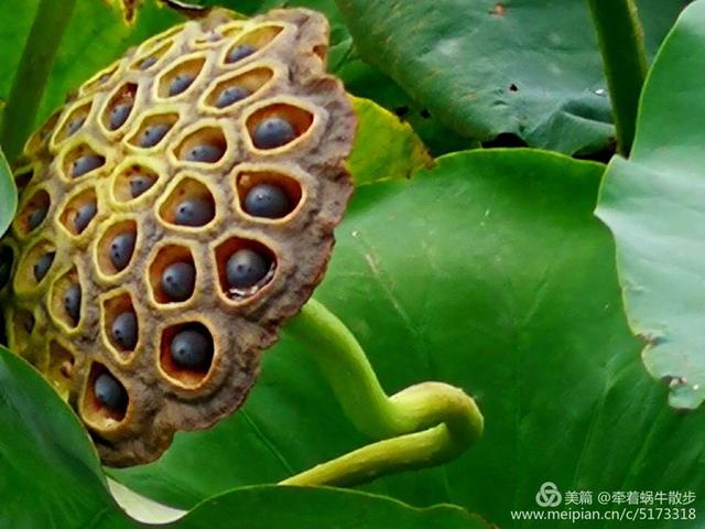 都说荷花美，但那住满美丽莲子的多彩莲蓬，却是别有一番风味！