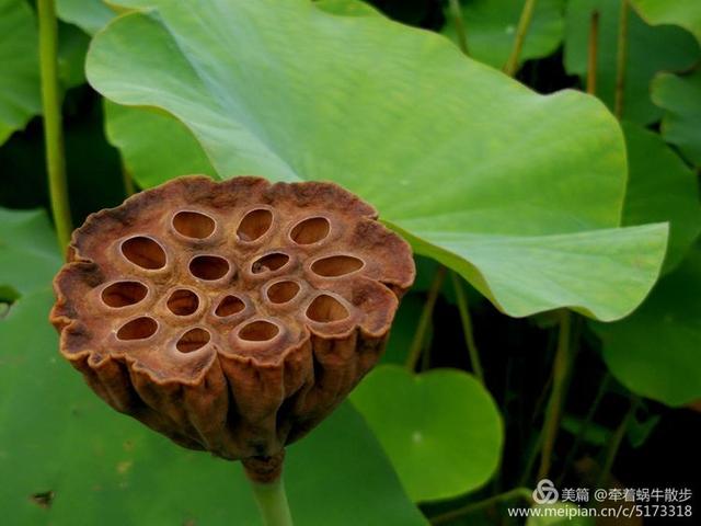 都说荷花美，但那住满美丽莲子的多彩莲蓬，却是别有一番风味！