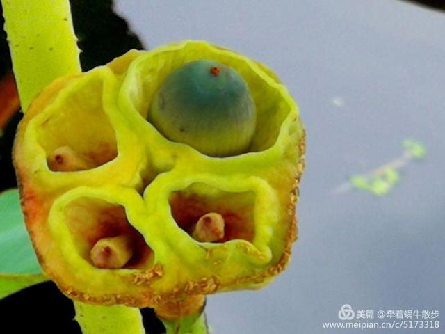 都说荷花美，但那住满美丽莲子的多彩莲蓬，却是别有一番风味！