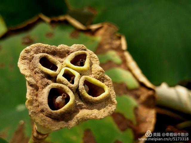 都说荷花美，但那住满美丽莲子的多彩莲蓬，却是别有一番风味！