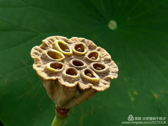 都说荷花美，但那住满美丽莲子的多彩莲蓬，却是别有一番风味！