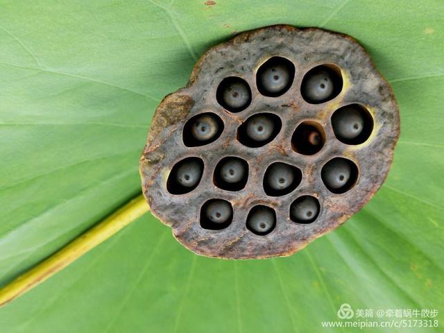 都说荷花美，但那住满美丽莲子的多彩莲蓬，却是别有一番风味！