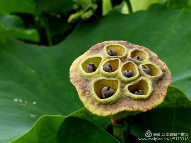 都说荷花美，但那住满美丽莲子的多彩莲蓬，却是别有一番风味！