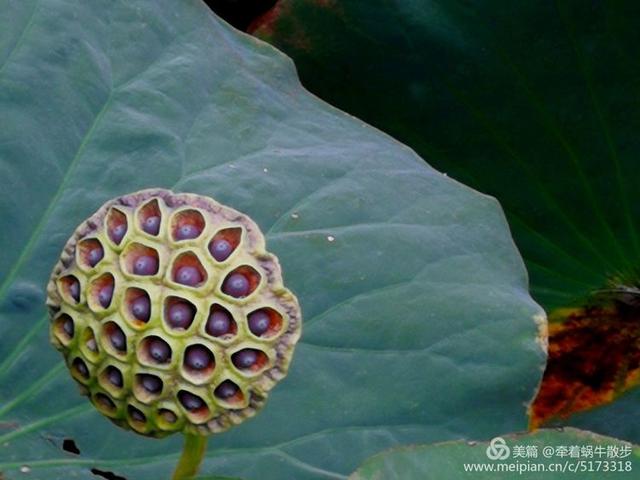 都说荷花美，但那住满美丽莲子的多彩莲蓬，却是别有一番风味！