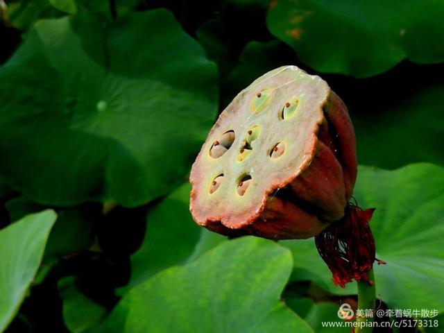 都说荷花美，但那住满美丽莲子的多彩莲蓬，却是别有一番风味！