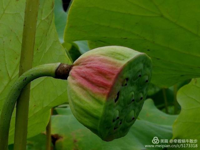 都说荷花美，但那住满美丽莲子的多彩莲蓬，却是别有一番风味！