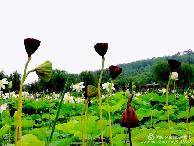 都说荷花美，但那住满美丽莲子的多彩莲蓬，却是别有一番风味！