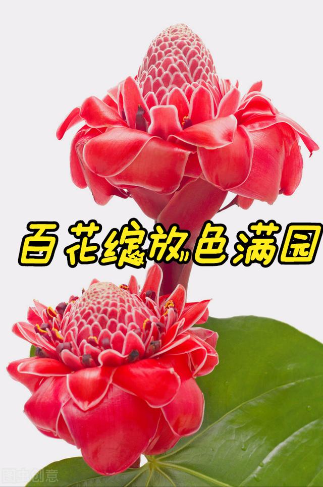 一花一深情，心有暖阳 春有花，百花开放色满园，花香一路最真爱