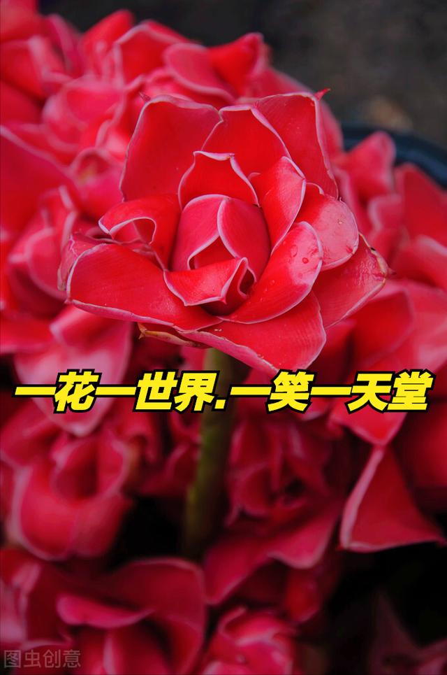 一花一深情，心有暖阳 春有花，百花开放色满园，花香一路最真爱