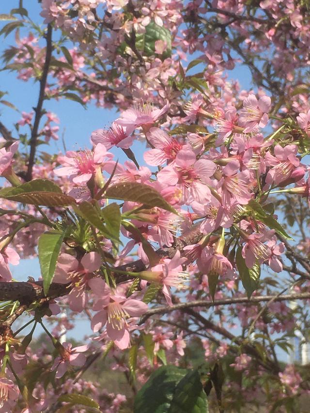 乡情散文：樱花香艳醉了春风