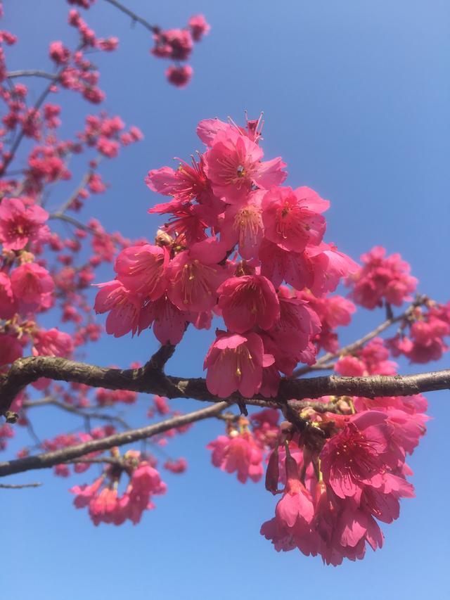 乡情散文：樱花香艳醉了春风