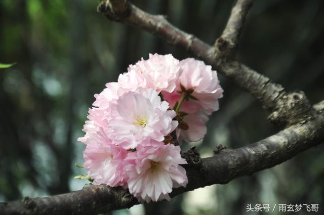 咏樱花名诗欣赏 四首脍炙人口的短歌