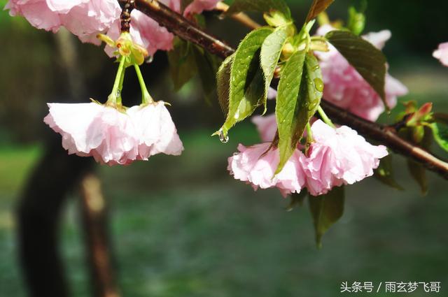 咏樱花名诗欣赏 四首脍炙人口的短歌