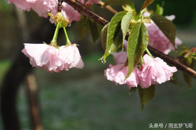 咏樱花名诗欣赏 四首脍炙人口的短歌