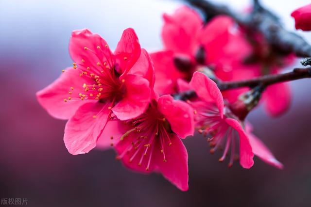散文：三月桃花逐春色，一种花开百般情