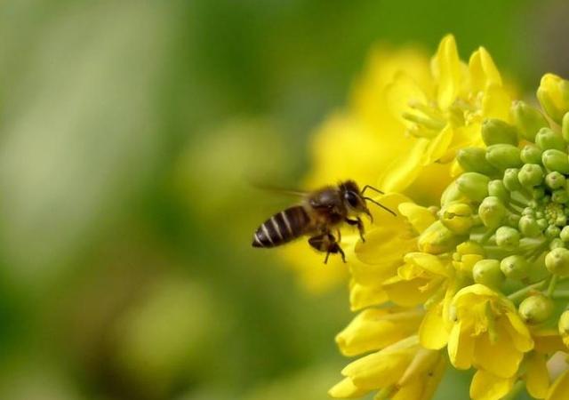 「诗词鉴赏」春天诗词里的蜜蜂，让你感受春天的美好