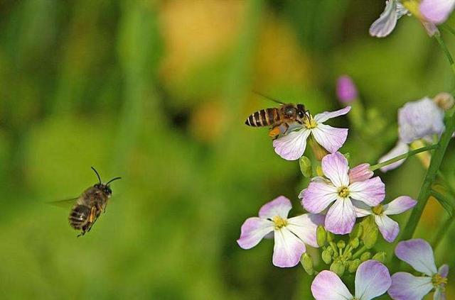 「诗词鉴赏」春天诗词里的蜜蜂，让你感受春天的美好