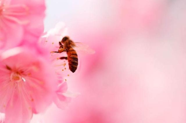 「诗词鉴赏」春天诗词里的蜜蜂，让你感受春天的美好