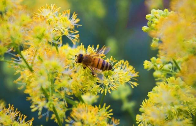 「诗词鉴赏」春天诗词里的蜜蜂，让你感受春天的美好