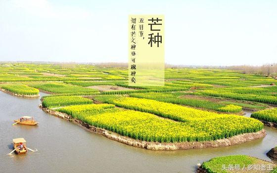 农村神秘的芒种农谚：芒种怕雷公，夏至怕北风！